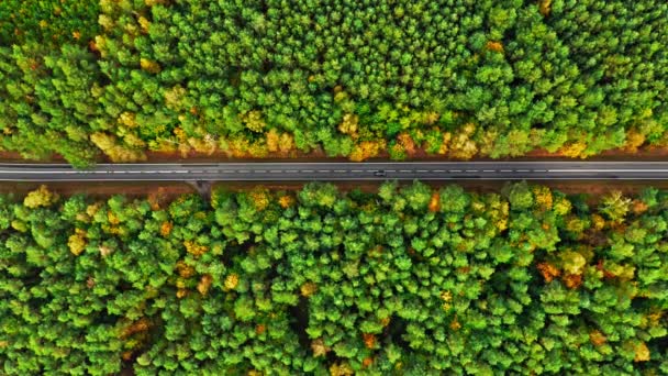 Вид сверху вниз на чёрную дорогу и осенний лес, Польша — стоковое видео