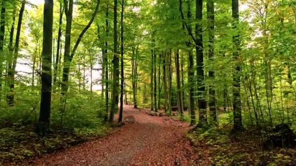 Bruine groene voetpad in het bos in de herfst, Polen — Stockvideo