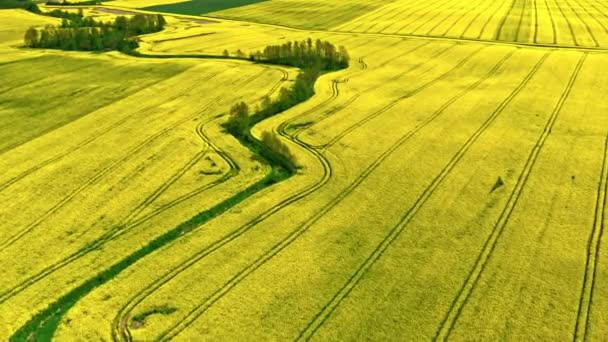 Flygfoto över fältet raps i Polen landsbygd. — Stockvideo