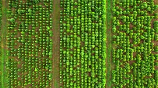 Vista aérea da florestação da área. Plantação de árvores industriais. — Vídeo de Stock