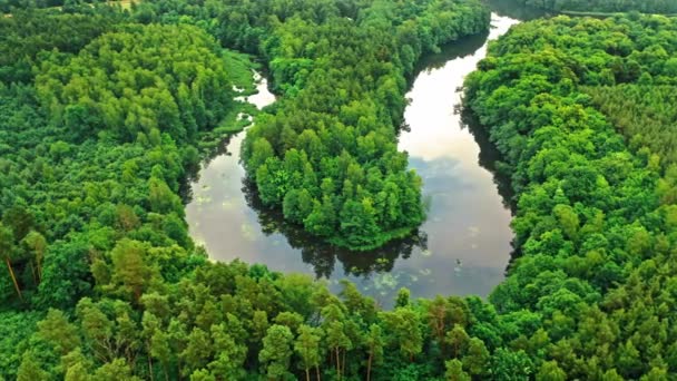 Impressionante floresta verde e rio no verão. — Vídeo de Stock