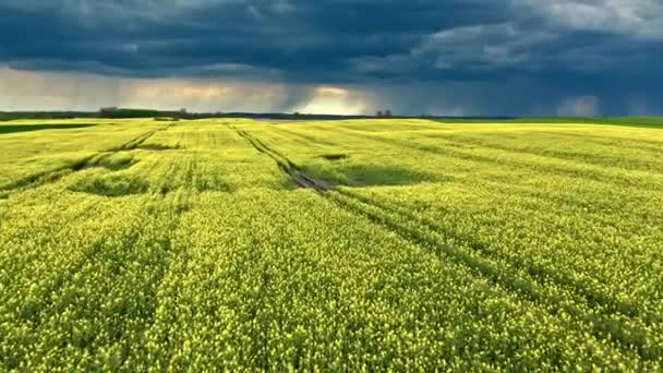 Blommande gula rapsfält i Polen landsbygd. — Stockvideo