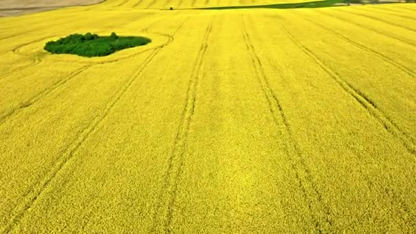 Vista aérea de raps flores en el campo de Polonia. — Vídeos de Stock