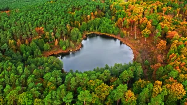 Lenyűgöző kis tó őszi erdőben. A vadon élő állatok légi rálátása. — Stock videók