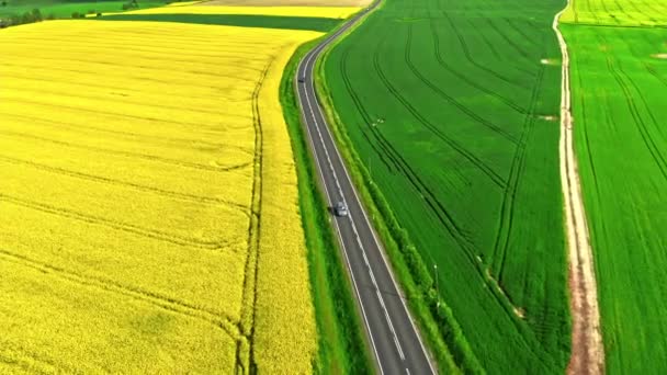 Amazing field of rapeseed in Poland countryside. — Stock Video