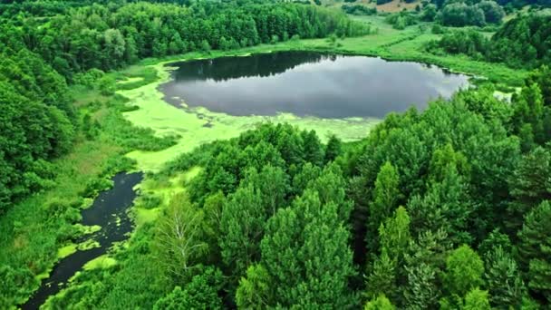 Дивовижний ставок і зелені водорості влітку . — стокове відео
