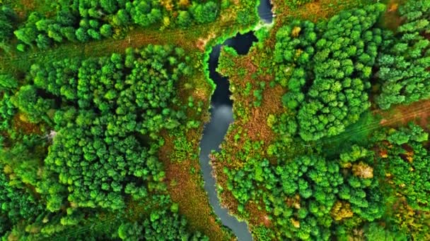 Flüsse und Sümpfe im Herbst. Luftaufnahme der Tierwelt. — Stockvideo
