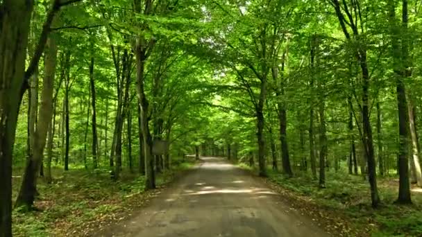 Sommerwald und begrünter Fußweg in Polen — Stockvideo