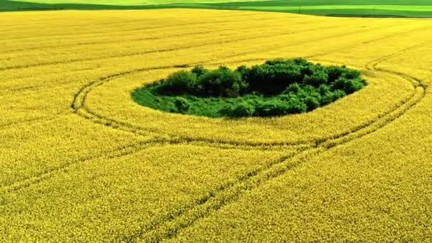 Increíbles flores de raps amarillas en la campiña de Polonia. — Vídeos de Stock