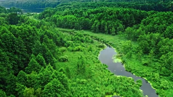 Incroyable rivière et algues vertes en été. — Video