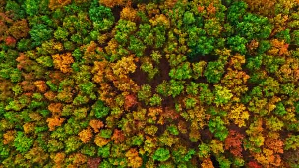 Underbar skog på hösten. Flygfoto över vilda djur. — Stockvideo