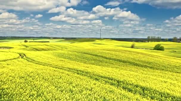 农村惊人的黄色油菜地和风力涡轮机. — 图库视频影像