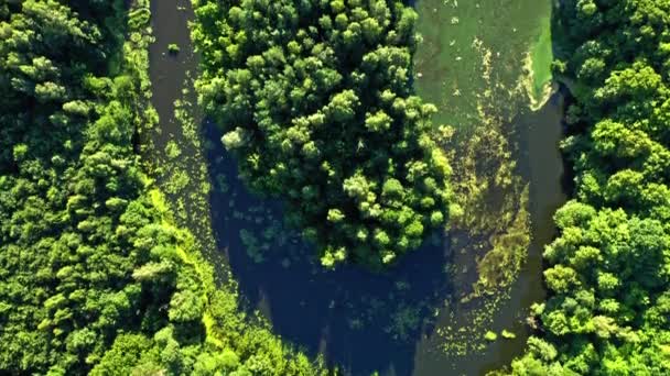 Rio sinuoso e floresta verde na Polônia, vista aérea — Vídeo de Stock