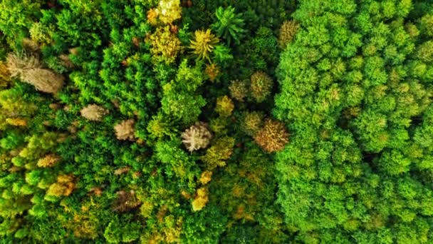 Magnifique forêt en automne. Vue aérienne de la faune. — Video