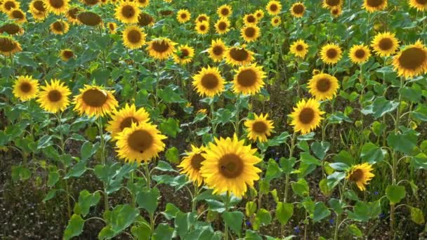Vliegen boven bloeiende zonnebloemenveld in de zomer — Stockvideo