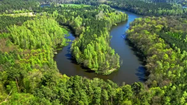 Grande rivière et forêt en été. Vue aérienne de la Pologne — Video