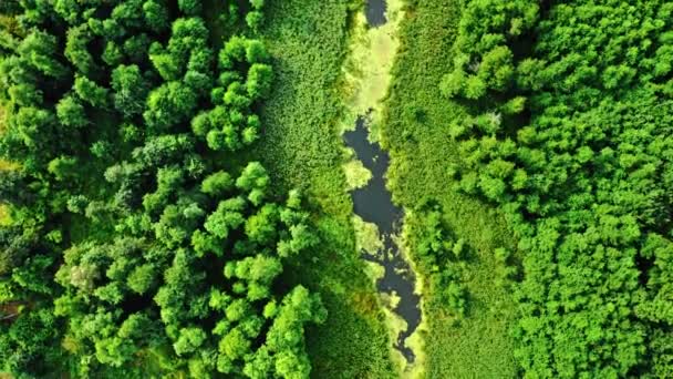 Stunning river and green algae in summer. — Stockvideo