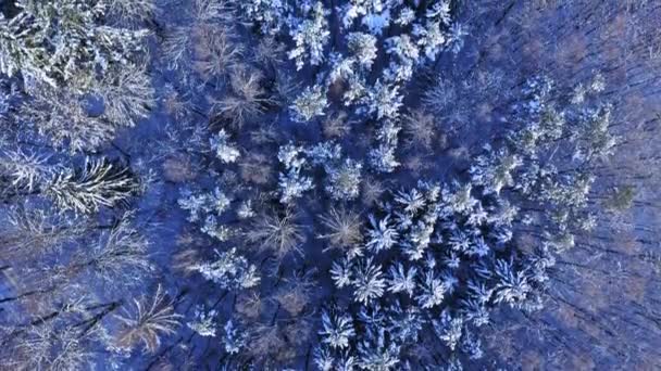 Winter forest and river. Aerial view of winter in Poland. — 图库视频影像