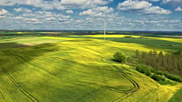 Fantastiska gula rapsfält och vindkraftverk på landsbygden. — Stockvideo
