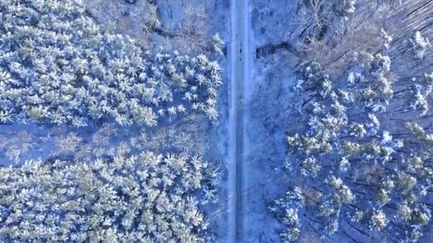 Winter forest and river. Aerial view of winter in Poland. — Stockvideo