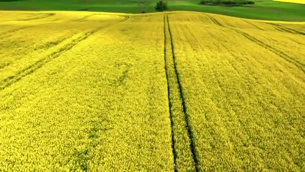 Blommande gula rapsfält. Jordbruk i Polen. — Stockvideo