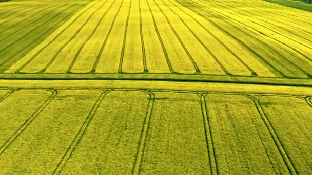 Vista aérea del campo de colza. Agricultura en Polonia. — Vídeos de Stock