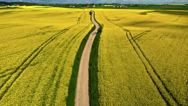 Flygfoto av raps blommor. Jordbruk i Polen. — Stockvideo