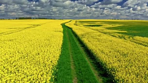 Campos de violação amarelos incríveis. Agricultura em Polonia. — Vídeo de Stock