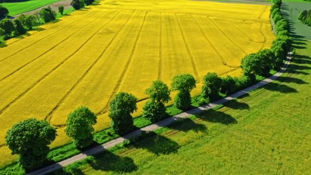 油菜籽的惊人领域。波兰的农业. — 图库视频影像