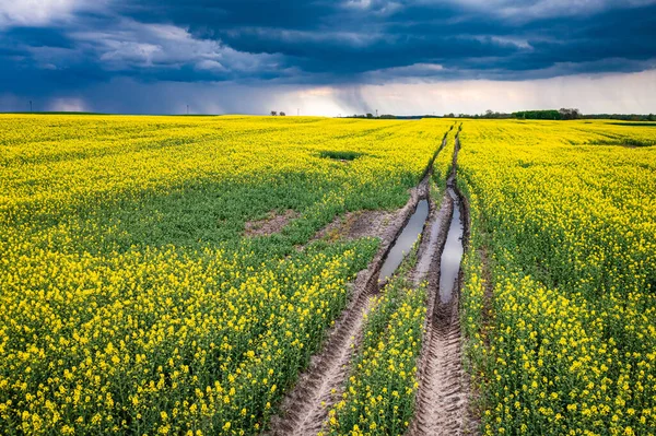 Bloeiende Gele Verkrachtingsvelden Het Poolse Platteland Natuur Het Voorjaar Europa — Stockfoto