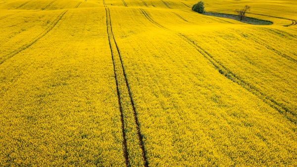 Campos Violação Amarelos Flor Agricultura Polónia Natureza Primavera Europa — Fotografia de Stock