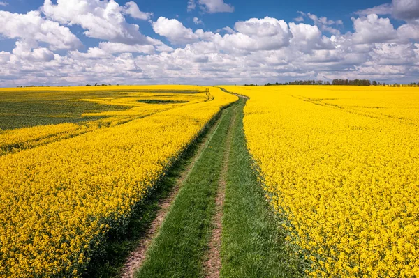 Fantastiska Gula Rapsfält Jordbruk Polen Naturen Våren Europa — Stockfoto