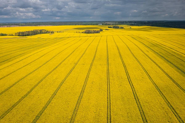 Jordbruk Polen Flygfoto Över Fältet Rapsfrön Naturen Våren Europa — Stockfoto