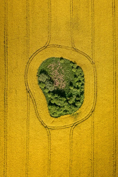 Nanılmaz Sarı Rapçiler Polonya Nın Kırsalında Çiçek Topluyor Avrupa Ilkbaharda — Stok fotoğraf