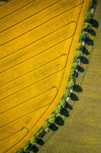 Elképesztő Repcemező Mezőgazdaság Lengyelországban Természet Tavasszal Európában — Stock Fotó