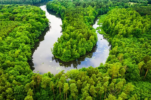 Летом Зеленый Лес Река Вид Воздуха Дикую Природу Польше Европа — стоковое фото