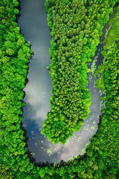 Летом Над Рекой Зелеными Водорослями Вид Воздуха Дикую Природу Польше — стоковое фото
