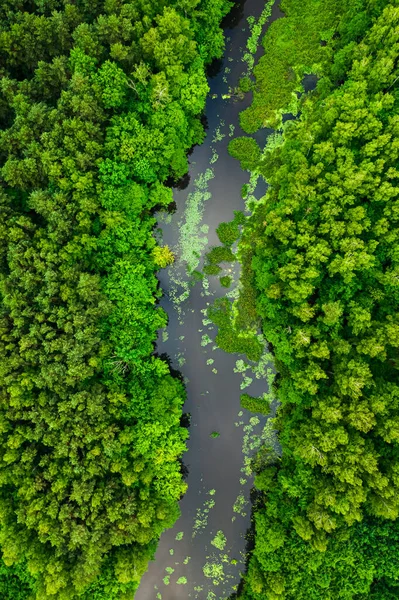 Летом Над Зеленым Лесом Рекой Вид Воздуха Дикую Природу Польше — стоковое фото