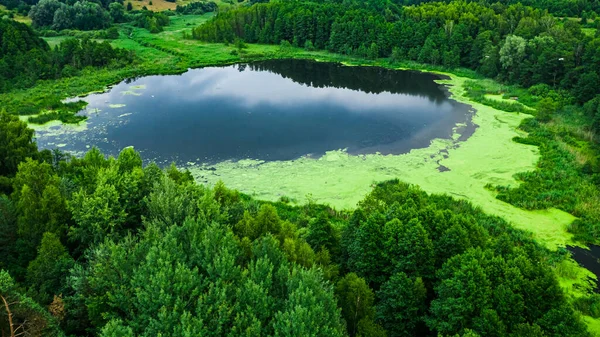 夏には素晴らしい川と緑の藻類 ポーランド ヨーロッパの野生動物の空中ビュー — ストック写真