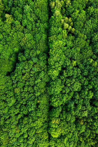 Pohled Shora Dolů Zelené Stromy Létě Letecký Pohled Naure Polsku — Stock fotografie