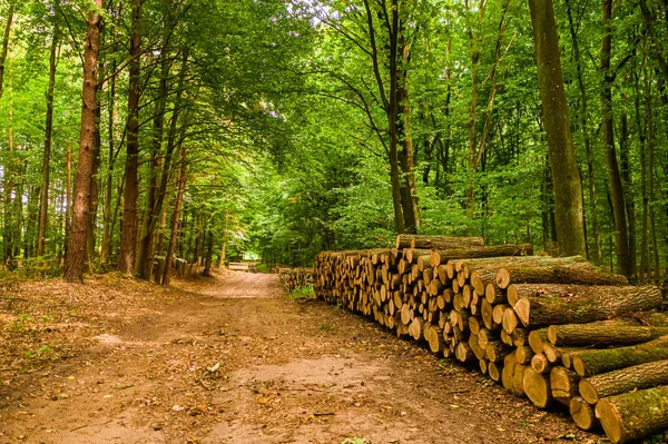 Letní Les Spadlými Stromy Listnatou Stezkou Polsku Evropě — Stock fotografie