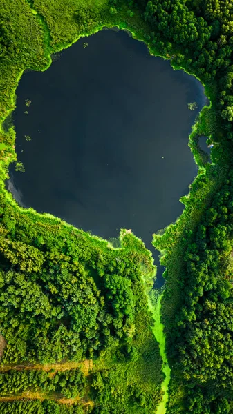 Aerial View Lake Blooming Algae Summer Aerial View Wildlife Poland — Stock Photo, Image