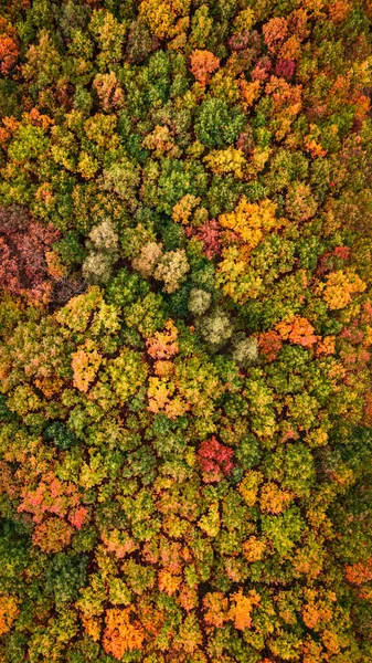 Bosque Maravilloso Otoño Vista Aérea Vida Silvestre Naturaleza Polonia Europa —  Fotos de Stock