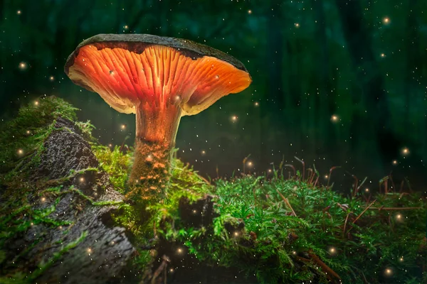 Floresta Mágica Cogumelos Brilhantes Com Vaga Lumes Entardecer Cogumelos Brilhantes — Fotografia de Stock