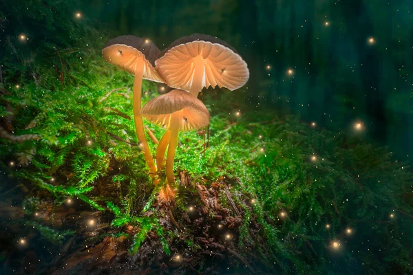 Candeeiros Cogumelos Musgo Com Vaga Lumes Floresta Escura Cogumelos Brilhantes — Fotografia de Stock