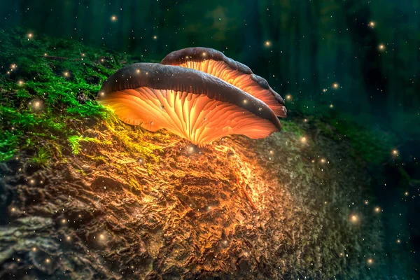 Cogumelos Brilhantes Tronco Árvore Com Vaga Lumes Floresta Entardecer Candeeiros — Fotografia de Stock