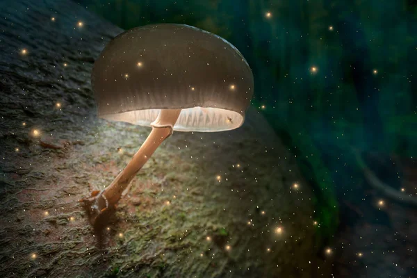 Floresta Mágica Lâmpada Cogumelo Com Vaga Lumes Anoitecer Floresta Escura — Fotografia de Stock