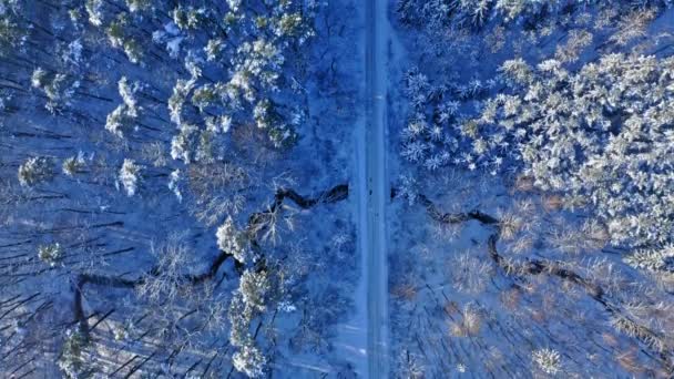 Snöig skog och väg på vintern. Transport på vintern. — Stockvideo