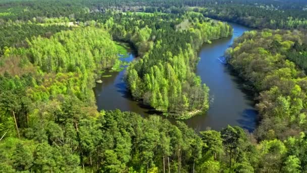 Rio e floresta verde no verão. Vista aérea da Polónia — Vídeo de Stock