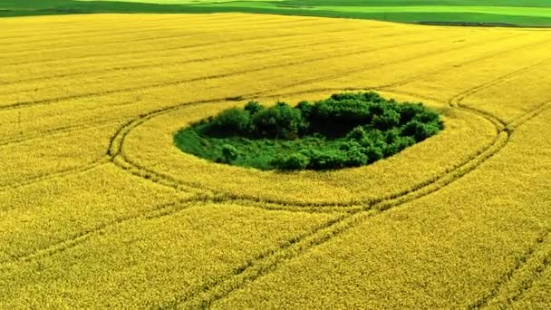 Żółte rapy kwiaty na wsi w Polsce. Widok z lotu ptaka — Wideo stockowe